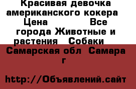 Красивая девочка американского кокера › Цена ­ 35 000 - Все города Животные и растения » Собаки   . Самарская обл.,Самара г.